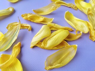 Yellow tulip petals are scattered on purple background, close up view 