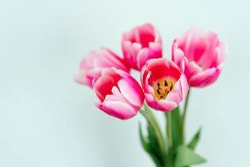 Tulip buds place for text horizontal background