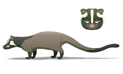 ハクビシン | 害獣 | palm civet | asian palm civet | 特定外来生物 | 日本の害獣