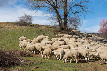 Sheeps are herded on a hillside, with a tree in the background.