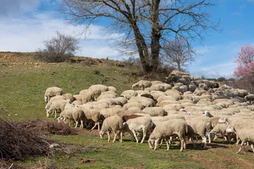 Poster Sheeps are herded on a hillside, with a tree in the background. © pedro