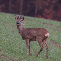 A cute roabuck on a field
