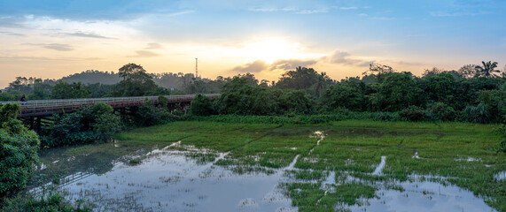 Flooded paddy fields 