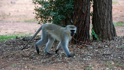 Vervet monkey (Cercopithecus aethiops) Marakele National Park, South Africa