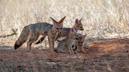  Cape fox (Vulpes chama) Kgalagadi Transfrontier Park, South Africa
