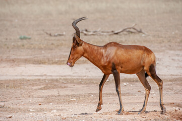   Red hartebeest (Alcelaphus buselaphus) Kgalagadi Transfrontier  Park, South Africa