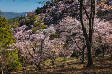 奈良県 吉野山の桜と春景色