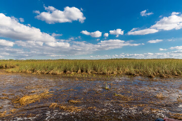 Silberreiher (Casmerodius albus), (Egretta alba), Sumpfgebiet, Safari Park, Everglades...