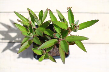Kalanchoe daigremontiana Żyworódka Daigremonta serrata wąskolistna © Perovskia