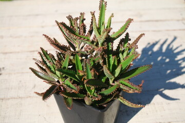 Kalanchoe daigremontiana Żyworódka Daigremonta serrata wąskolistna © Perovskia