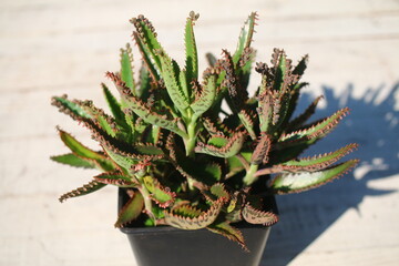 Kalanchoe daigremontiana Żyworódka Daigremonta serrata wąskolistna © Perovskia