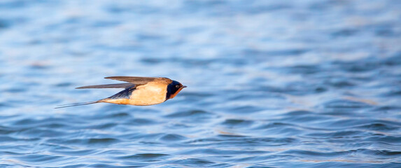 Barn swallow Hirundo rustica flies over the water and catches insects.
