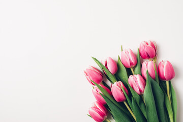 Beautiful fresh pink tulip flowers in full bloom on white background, top view. Copy space for text. Minimalist flat lay with spring blooms.