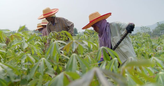 A group of Asian farmers who are elderly farmers and employees in a rural farm, mowing the weeds in the cassava field. Use in documentary concept and other.