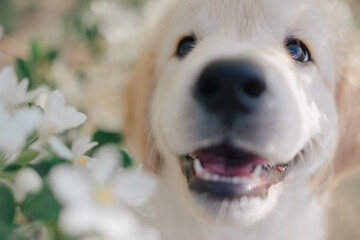 a puppy of a golden retriever in the flowers of an apple tree in the summer on a sunny day walks