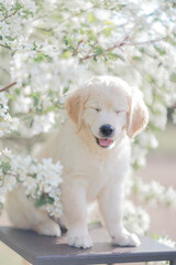 a puppy of a golden retriever in the flowers of an apple tree in the summer on a sunny day walks