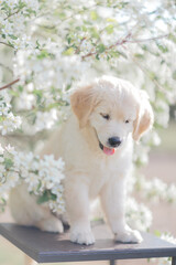 a puppy of a golden retriever in the flowers of an apple tree in the summer on a sunny day walks