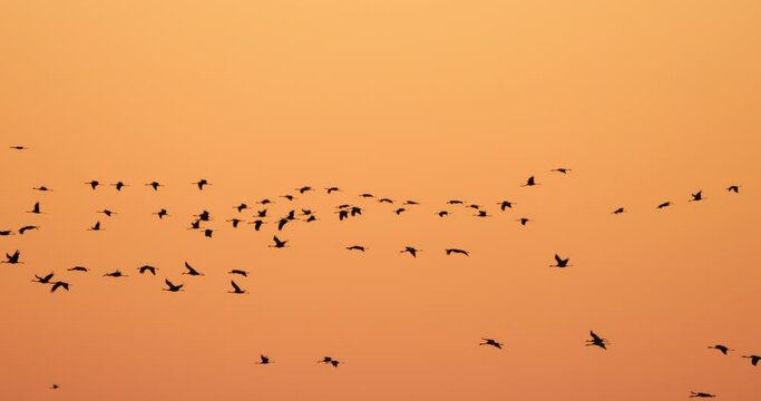 Flock of common cranes in the Camargue, France