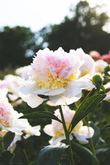 Beautiful fresh white and pink peony flowers in full bloom in the garden, close up. Summer natural flowery background.