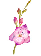Watercolor illustration of freesia, hand-drawn on watercolor paper, paper texture.