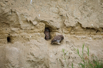 The Little Owls in a Cave in the Danube Delta of Romania