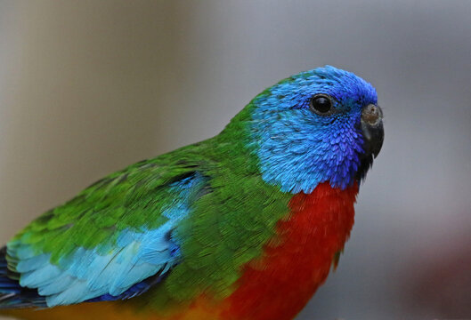 A side view of a Scarlet-Chested Parrot (Neophema splendida).