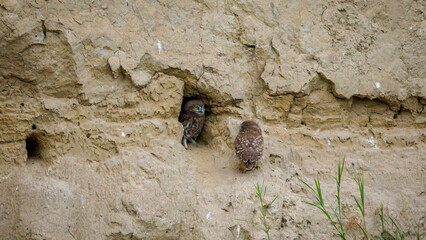 The Little Owls in a Cave in the Danube Delta of Romania