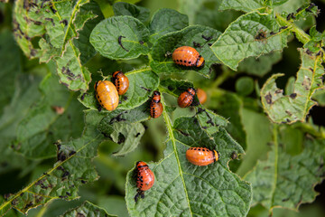 Colorado potato beetle - Leptinotarsa decemlineata on potato bushes. Pest of plants and agriculture. Treatment with pesticides. Insects are pests that damage plants