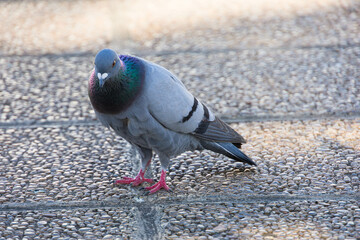 Close-up of a pigeon outdoor on a side walk