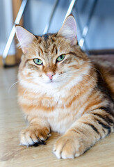 Portrait of a red Ginger stripped color siberian cat with yellow green eyes lying on the floor at home. Fluffy purebred straight-eared long hair male kitty. Adorable domestic pet concept.