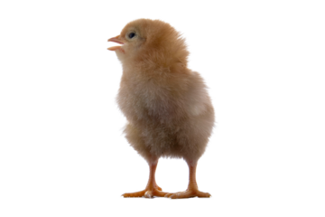 Bright little chicken on a tran
sparent background.