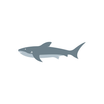 Shark illustration logo