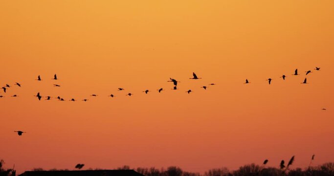 Flock of common cranes in the Camargue, France