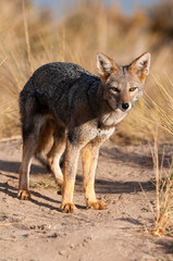 Pampas Grey fox in Pampas grass environment, La Pampa province, Patagonia, Argentina.