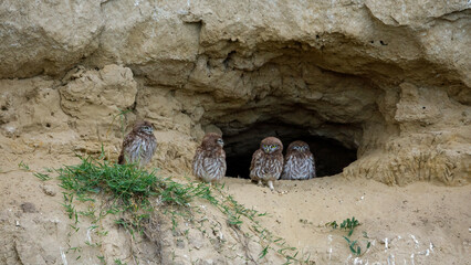 The Little Owls in a Cave in the Danube Delta of Romania