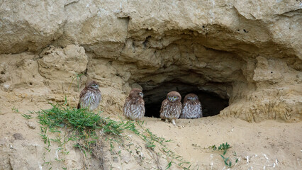 The Little Owls in a Cave in the Danube Delta of Romania