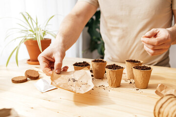 A man grows lavender in an apartment. Men's hands hold lavender seeds for planting.