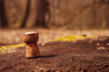 a cork plug on a tree with lichens