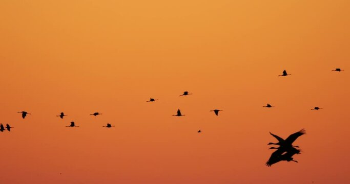 Flock of common cranes in the Camargue, France