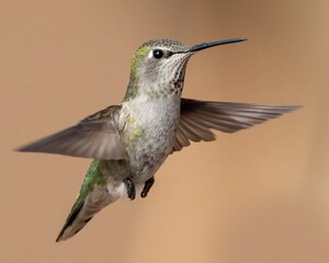 Anna's Hummingbird