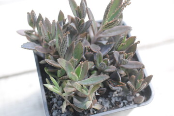 Kalanchoe daigremontiana Żyworódka Daigremonta serrata wąskolistna © Perovskia