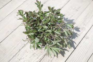 Kalanchoe daigremontiana Żyworódka Daigremonta serrata wąskolistna © Perovskia