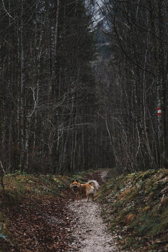 Cute dog running on path in countryside