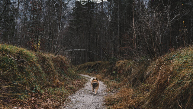Cute dog running on path in countryside