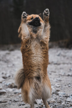 Cute dog begging in countryside