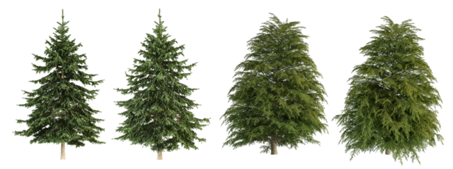 tree isolated on white background