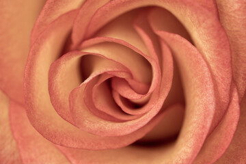 Fototapeta na wymiar Close up of an orange coloured rose in bloom, nobody