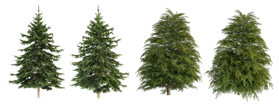 tree isolated on white background