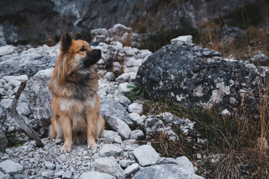 Furry dog sitting near rock