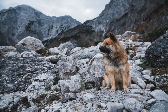 Furry dog sitting near rock